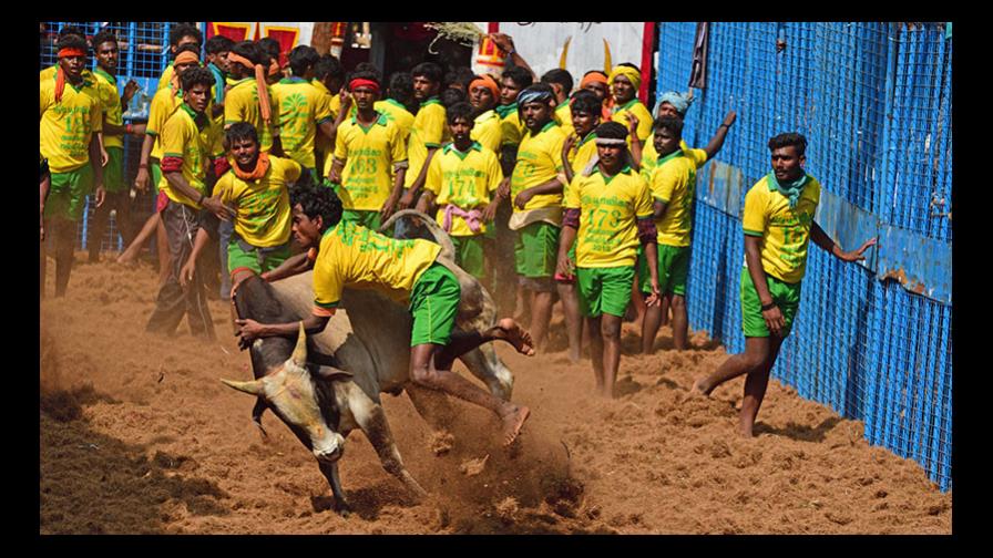 Un toro le arranca la ropa interior a un hombre frente a miles de personas Un toro le arranca la ropa interior a un hombre frente a miles de personas