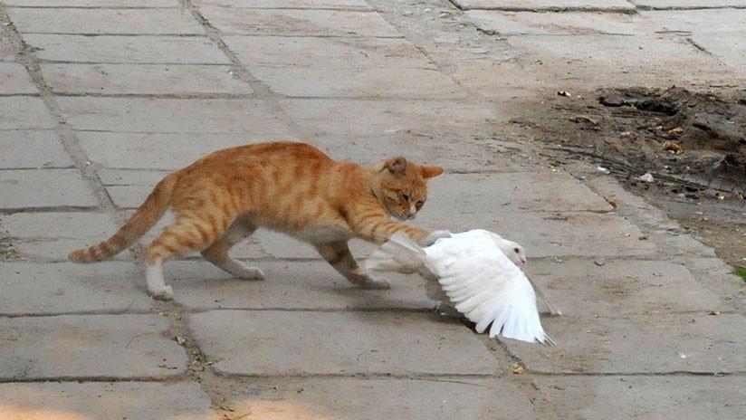 Se hace viral la “amistosa pelea” entre una paloma y un gato