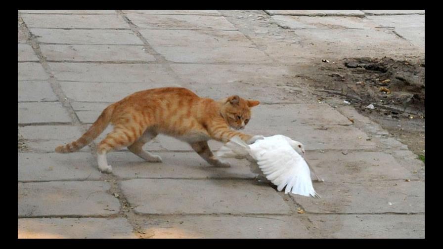 Se hace viral la “amistosa pelea” entre una paloma y un gato