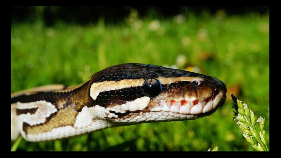 VÍDEO: Hombre roba una pitón de más de un metro metiéndosela en los pantalones