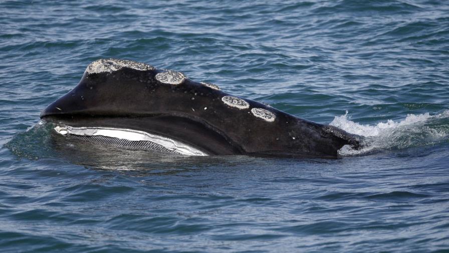 Suben colisiones de barcos y ballenas por cambio climático Suben colisiones de barcos y ballenas por cambio climático