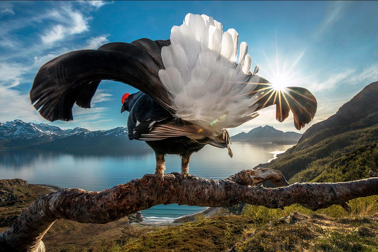 Ganadores del Big Pictures Natural World Photography 2019