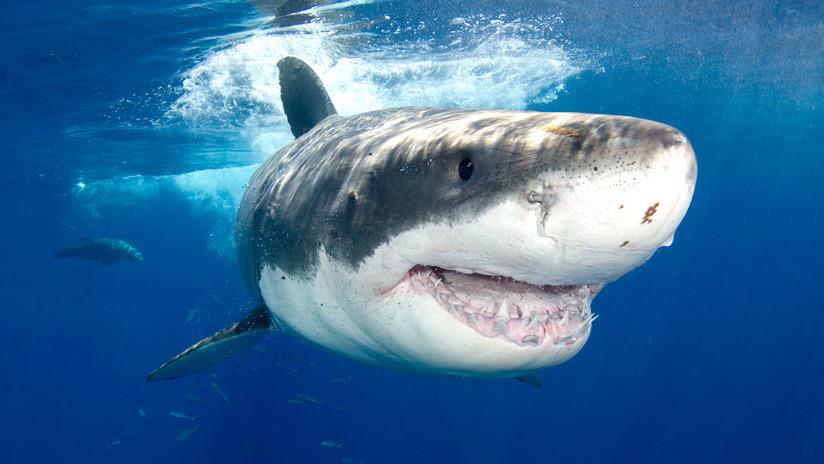 VÍDEO: Un enorme tiburón blanco ataca el bote donde pescaban un padre y su hijo