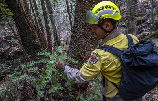 Rescatan árboles prehistóricos de incendios de Australia