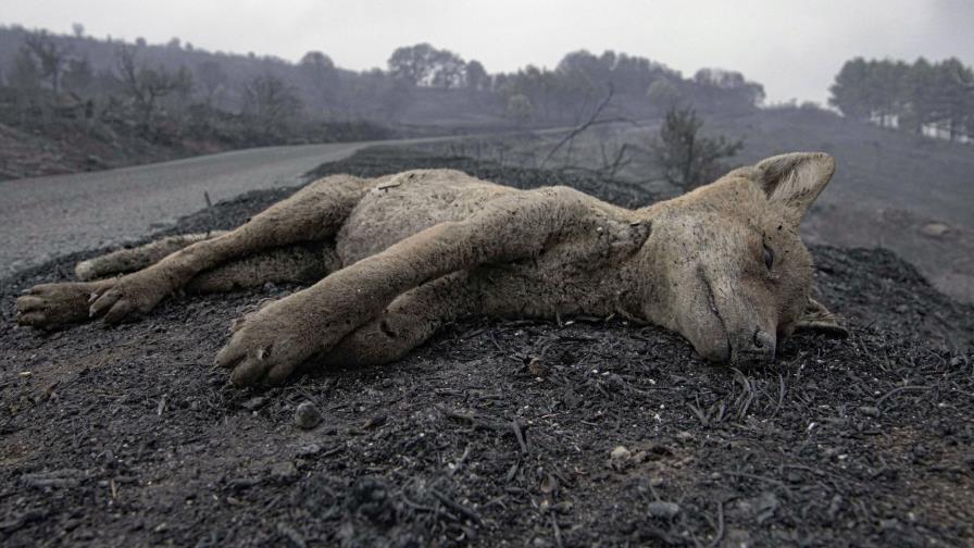 Alerta en Cerdeña, Italia, por extensos incendios forestales
