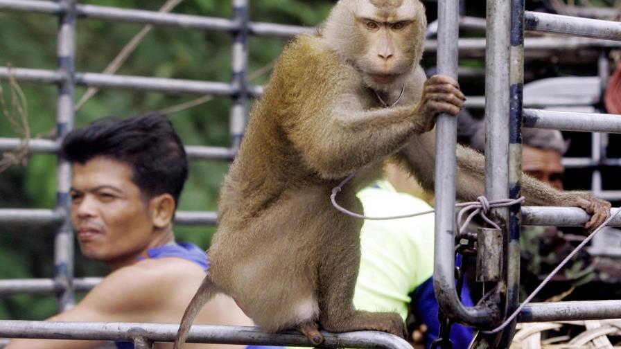 Tailandia niega abusos a monos cosechadores de cocos