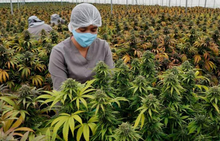 Colombia autoriza exportación de flor seca de cannabis con fines medicinales