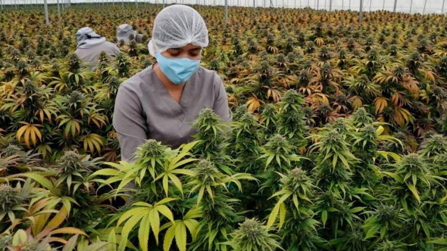 Colombia autoriza exportación de flor seca de cannabis con fines medicinales