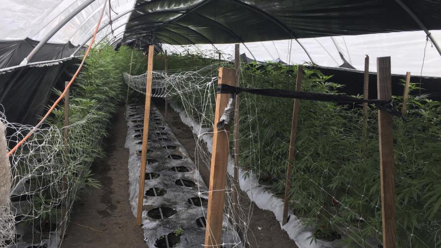 California: Mayoría de detenidos por marihuana son hispanos