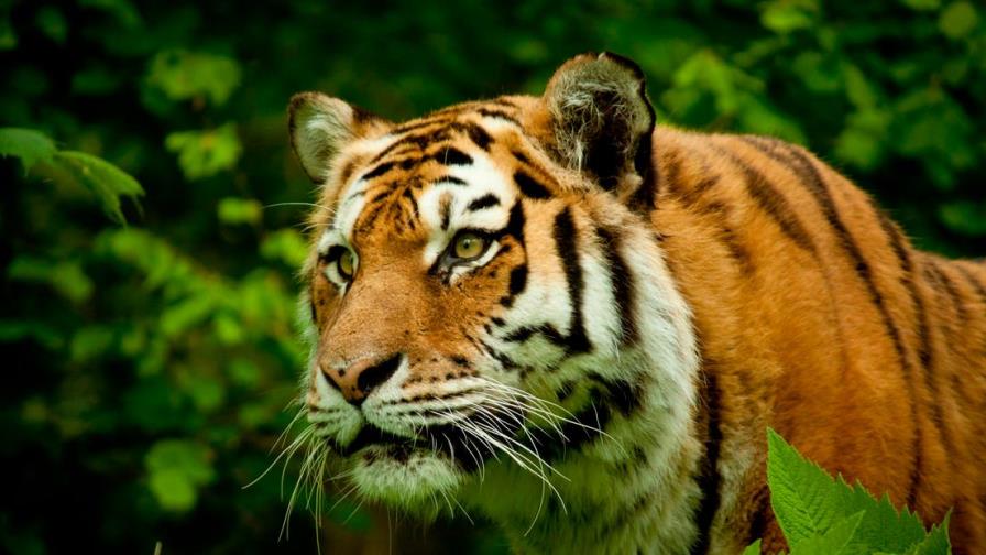 Enorme tigre de bengala se escapa de sus dueños y deambula cerca de una carretera 