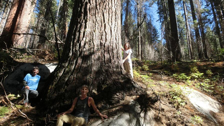 Suman 3 pinos de azúcar a lista de los 6 más altos del orbe