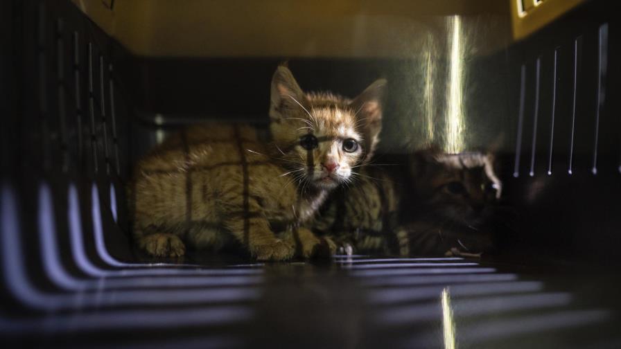 Tras explosión en Beirut, también se han rescatado mascotas Tras explosión en Beirut, también se han rescatado mascotas