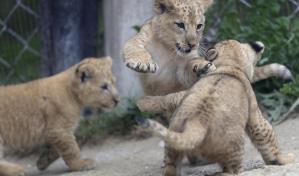 Nacen tres crías de león del Atlas en un zoo checo