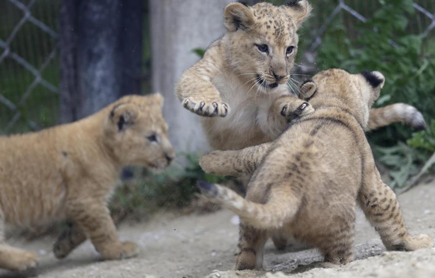 Nacen tres crías de león del Atlas en un zoo checo