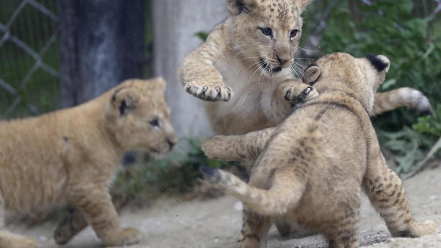 Nacen tres crías de león del Atlas en un zoo checo Nacen tres crías de león del Atlas en un zoo checo