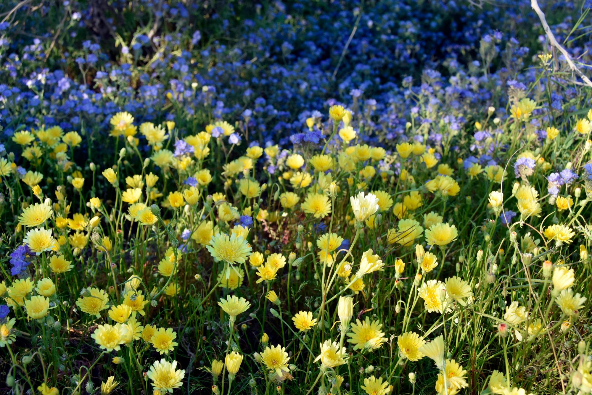 SAN DIEGO (CA, EEUU), 10/03/2019.- Fotografía del 7 de marzo donde aparece un manto temporal de flores silvestres en el Parque Estatal del Desierto de Anza-Borrego en el condado de San Diego, California. En el desierto californiano de Anza-Borrego, como resultado de inviernos muy húmedos, florece un colorido jardín que atrae a amantes de la naturaleza para admirar un fenómeno cíclico, que en lo que va del presente siglo ha ocurrido cuatro veces. EFE/Iván Mejía
