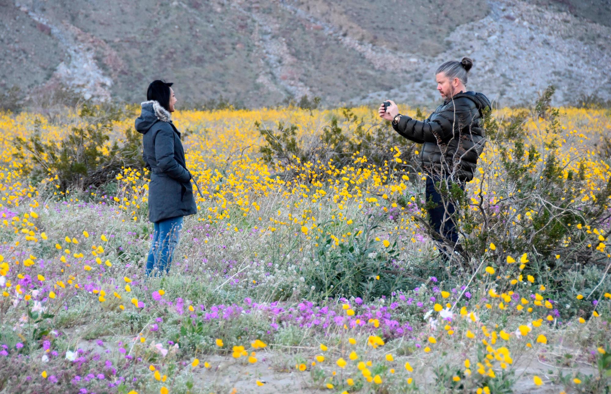 SAN DIEGO (CA, EEUU), 10/03/2019.- Fotografía del 7 de marzo donde aparecen dos personas mientras toman fotos entre el manto temporal de flores silvestres en el Parque Estatal del Desierto de Anza-Borrego en el condado de San Diego, California. En el desierto californiano de Anza-Borrego, como resultado de inviernos muy húmedos, florece un colorido jardín que atrae a amantes de la naturaleza para admirar un fenómeno cíclico, que en lo que va del presente siglo ha ocurrido cuatro veces. EFE/Iván Mejía