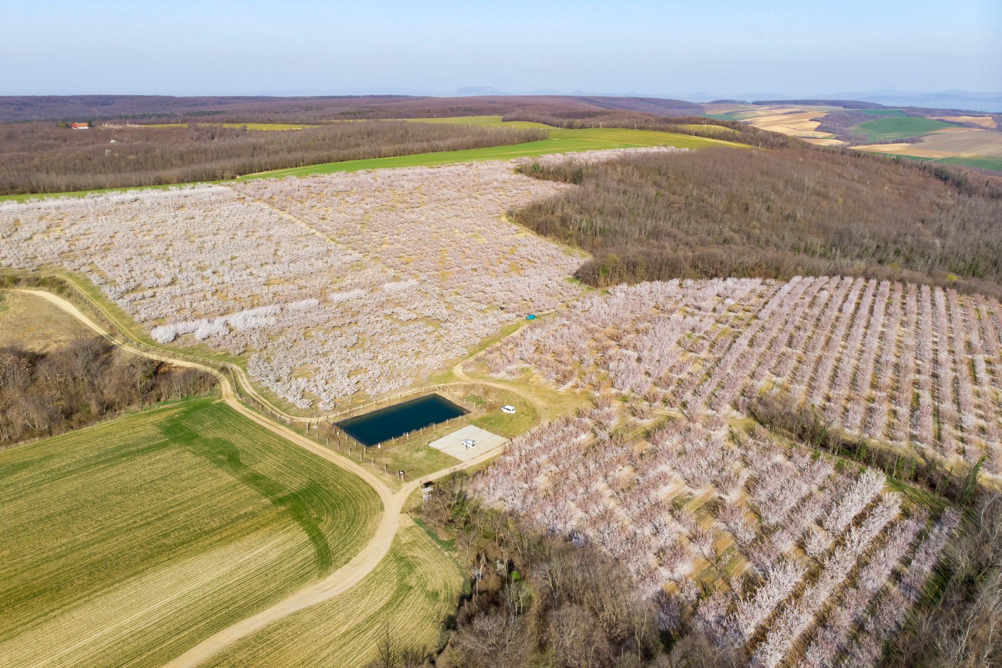 Somogytur (Hungría), 24/03 / 2019.- Plantación de albaricoques florecientes cerca de Somogytur, 146 km. al suroeste de Budapest, Hungría.