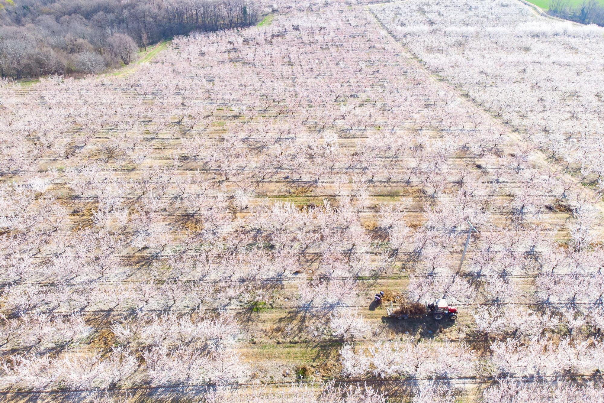Somogytur (Hungría), 24/03 / 2019.- Plantación de albaricoques florecientes cerca de Somogytur, 146 km. al suroeste de Budapest, Hungría.