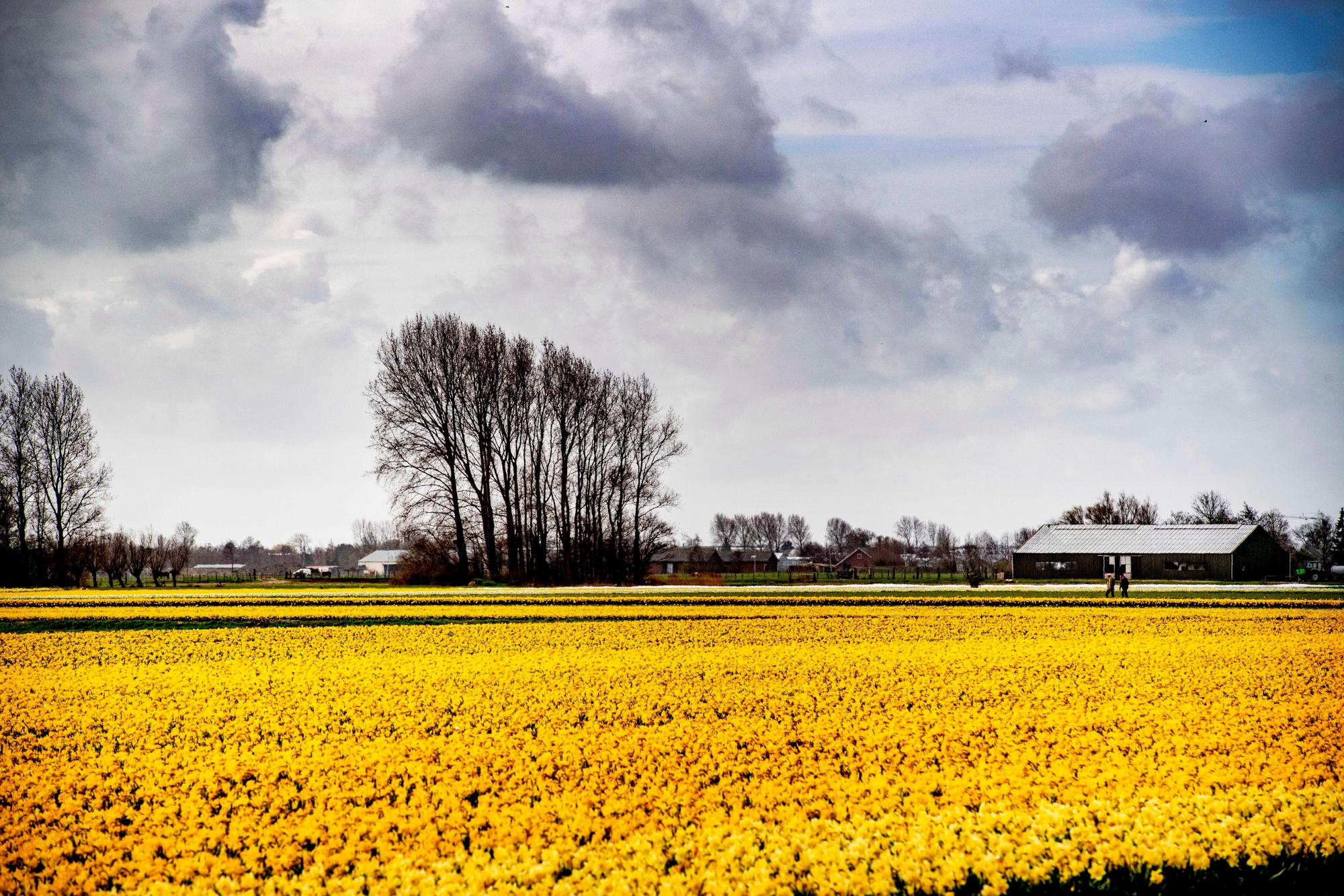 LISSE (HOLANDA), 26/03/2019.- Vista de un campo de narcisos en flor este martes en Lisse, Holanda.