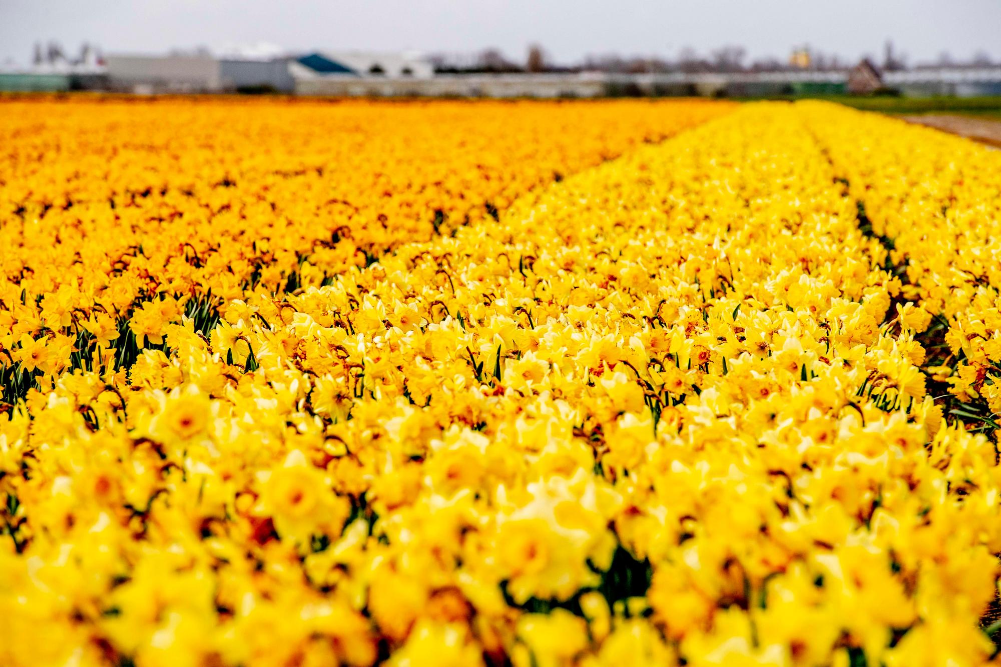 LISSE (HOLANDA), 26/03/2019.- Vista de un campo de narcisos en flor este martes en Lisse, Holanda.