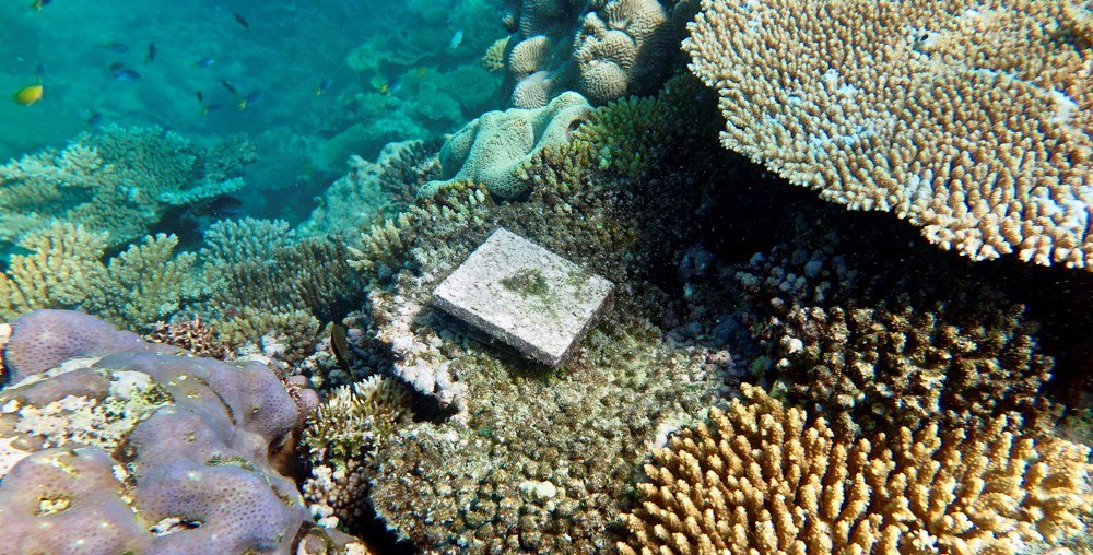 SÍDNEY (AUSTRALIA), 04/04/2019.- Una baldosa colocada por expertos con el objetivo de favorecer la repoblación de los corales de la Gran Barrera, cuya supervivencia se ve seriamente amenazada por el cambio climático. El aumento de las temperaturas en Australia redujo en un 89 por ciento la recuperación de los corales de la Gran Barrera, en el noreste de país oceánico. EFE /James Cook