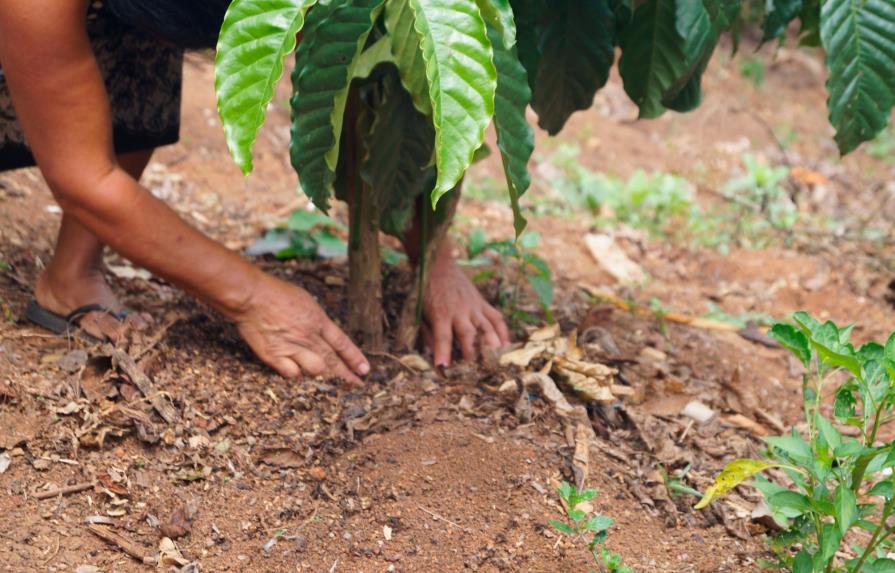 Gobierno dominicano refuerza programas de sanidad vegetal