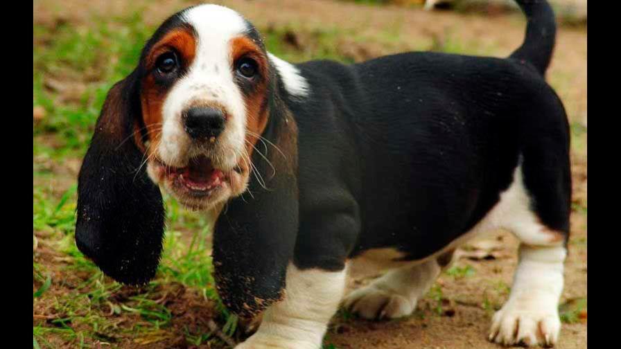 Esterilizar a mi perro