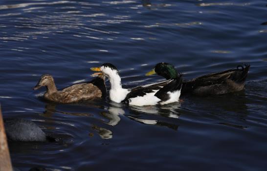 Bolivia: Médico adopta a 20 patos en el Lago Titicaca Bolivia: Médico adopta a 20 patos en el Lago Titicaca