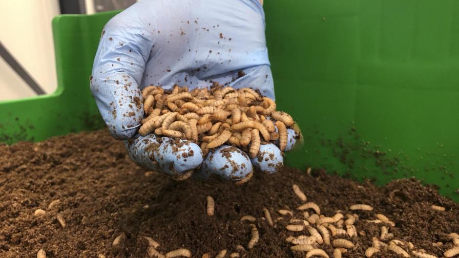 Empresas europeas promueven insectos comestibles