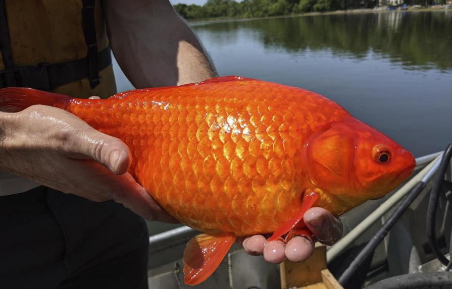 Aparecen peces dorados gigantes en lagos de Minnesota