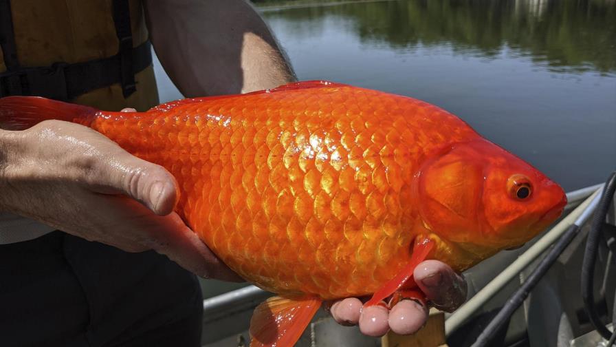Aparecen peces dorados gigantes en lagos de Minnesota