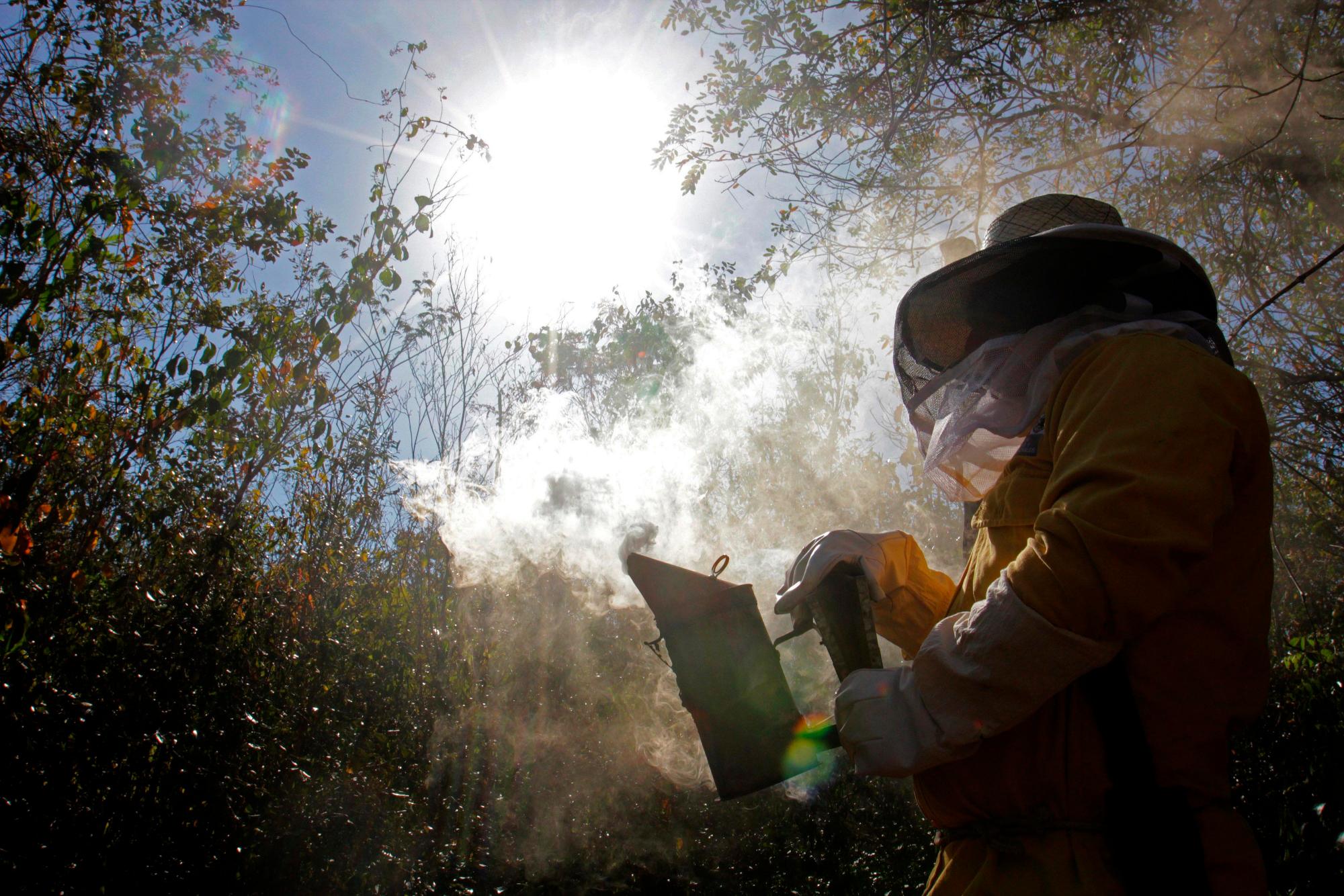 Apicultores de la agrupación Kanan Kaboob (cuidadores de abejas) mientras trabajan, en el poblado de Leona Vicario, en el estado mexicano de Quintana Roo (México). Leydi Pech, una de las apicultoras más antiguas de la región de Hopelchén, en el estado mexicano de Campeche.