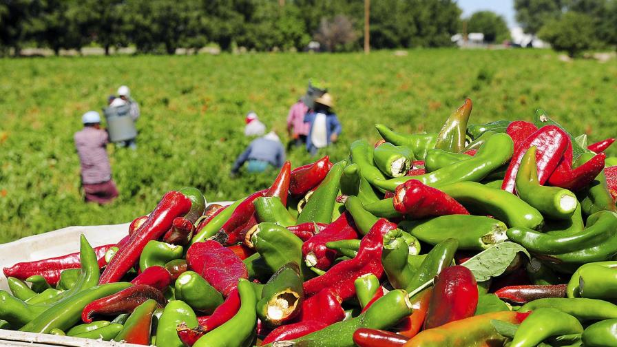 Crece dependencia de trabajadores rurales migrantes en Estados Unidos Crece dependencia de trabajadores rurales migrantes en Estados Unidos