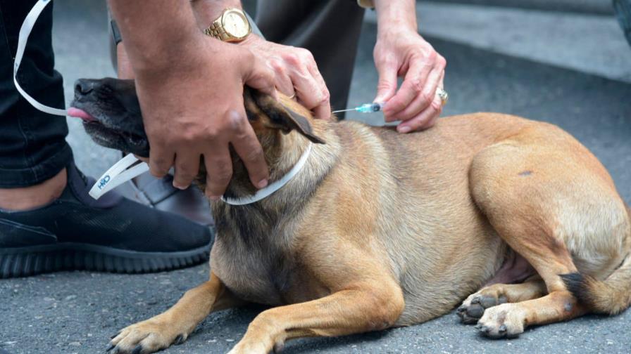 Salud Pública vacunará dos millones de perros y gatos en jornada nacional contra la rabia en noviembre Salud Pública vacunará dos millones de perros y gatos en jornada nacional contra la rabia en noviembre
