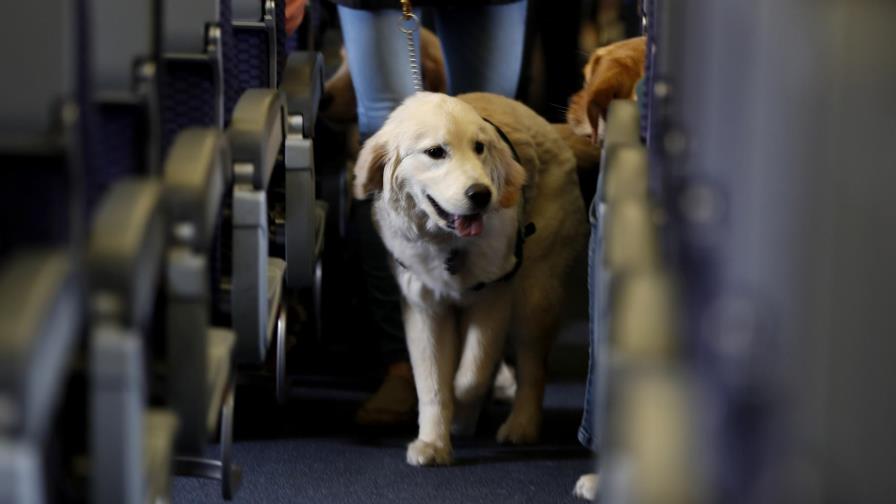 Sólo perros entrenados podrán acompañar a dueños en aviones