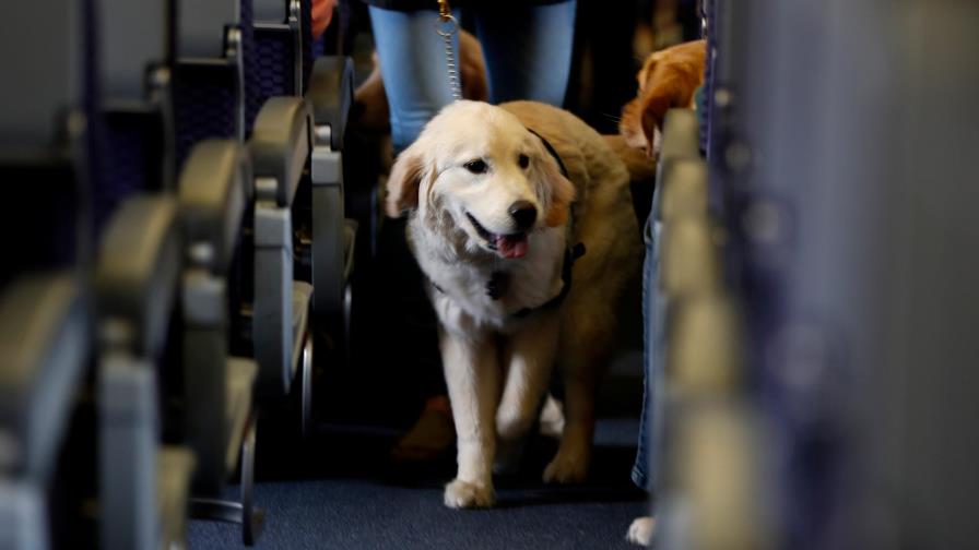 Se acaba el tiempo para animales de apoyo en los vuelos