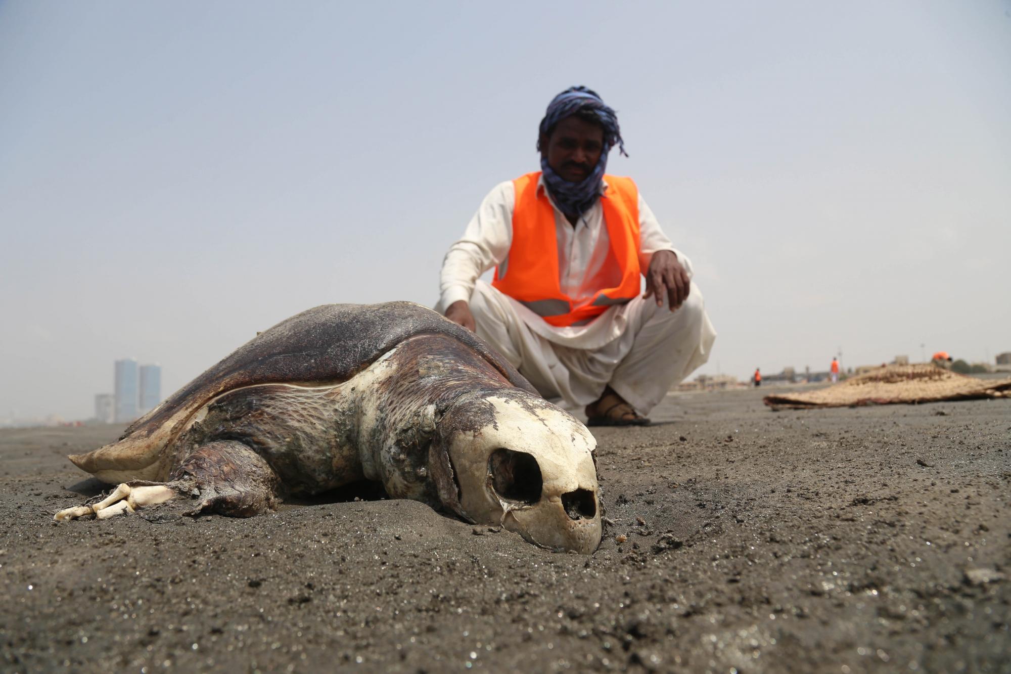 Un hombre junto a una esqueleto de una tortuga en la playa de Karachi, Pakistán este miércoles, en vísperas del Día de la Tierra. EFE/ Rehan Khan