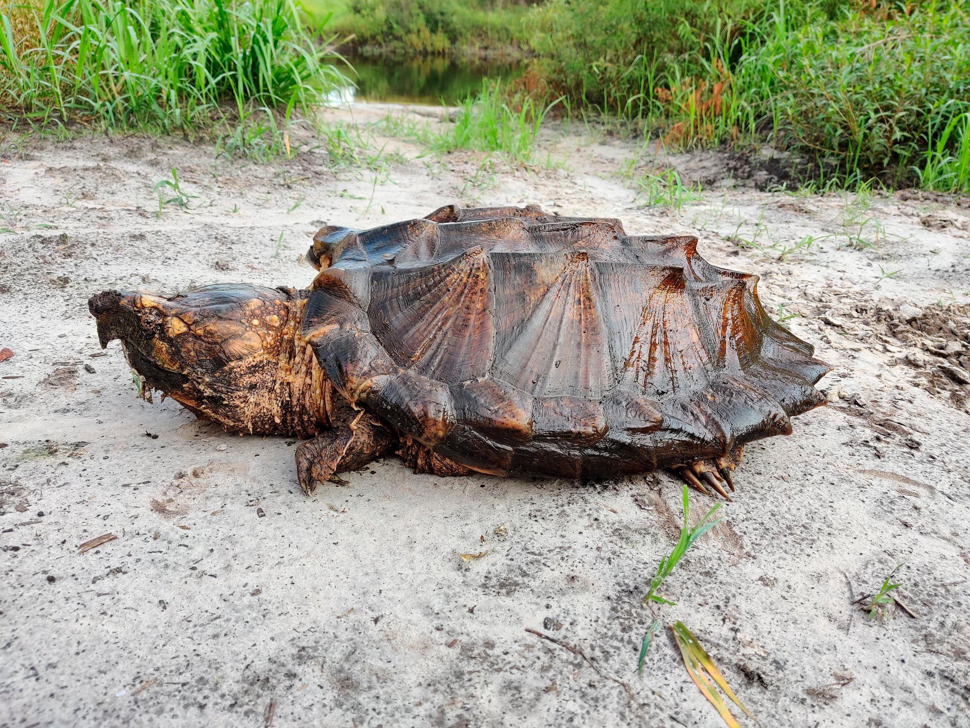 El tono de piel de esta tortuga es entre ocre y anaranjado.