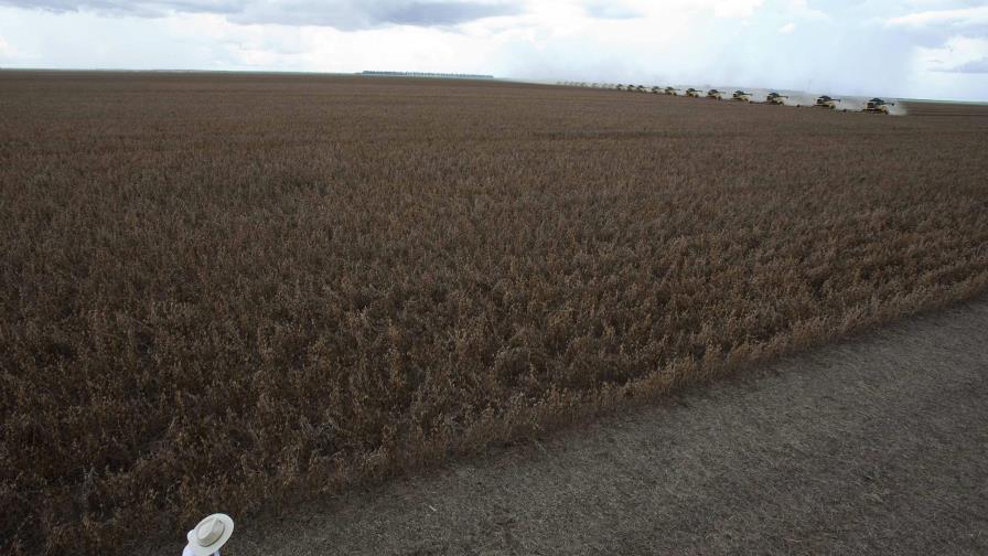 La agropecuaria sostiene a la economía brasileña en plena crisis del coronavirus