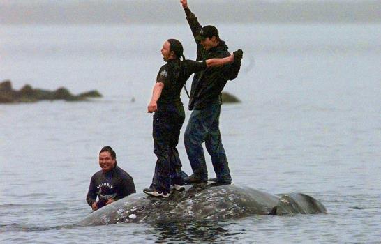 Tribu de EEUU intenta volver a cazar ballenas Tribu de EEUU intenta volver a cazar ballenas