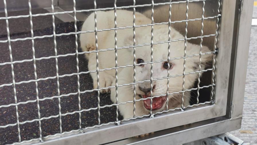 Hallan pequeña leona tras accidente vial en Alemania
