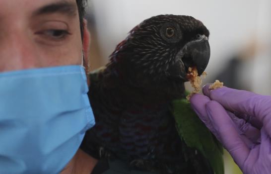 Cuarentena pone en riesgo a animales de zoo de Colombia