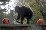 Muere chimpancé más viejo de EEUU en el zoo de San Francisco