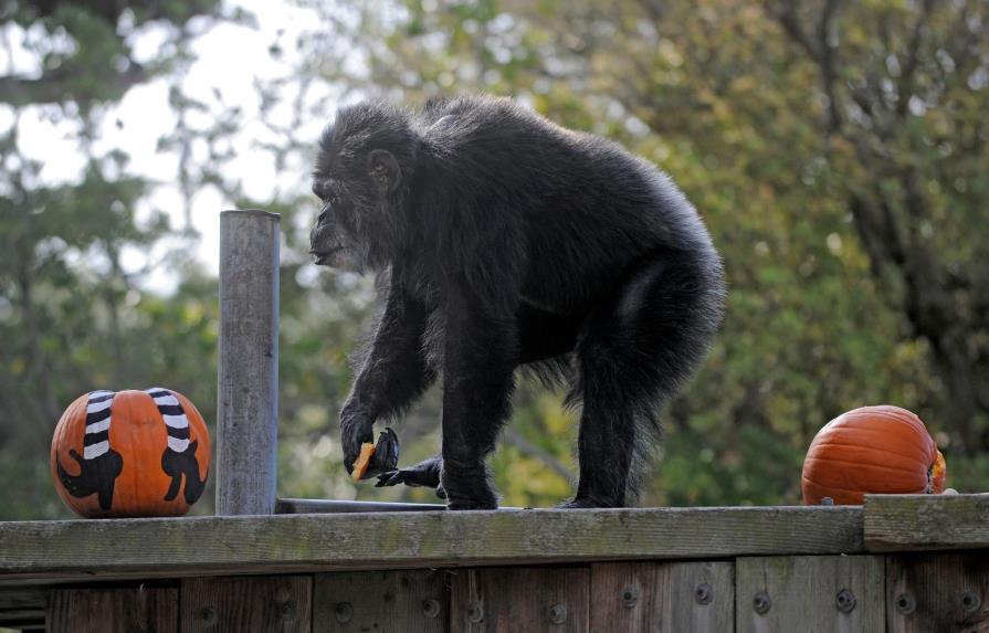 Muere chimpancé más viejo de EEUU en el zoo de San Francisco