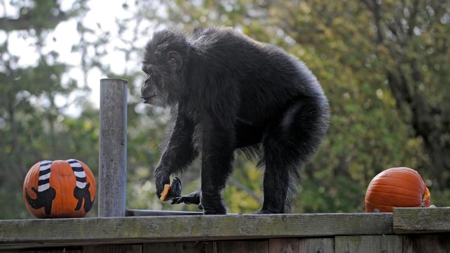 Muere chimpancé más viejo de EEUU en el zoo de San Francisco