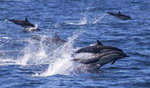 Avistan estampida de unos 300 delfines en sur de California