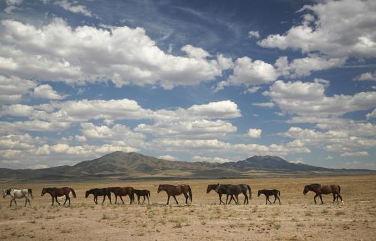 El dilema de los emblemáticos caballos salvajes de EEUU