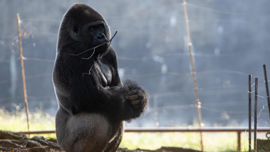 18 de los 20 gorilas del Zoo de Atlanta han contraído COVID