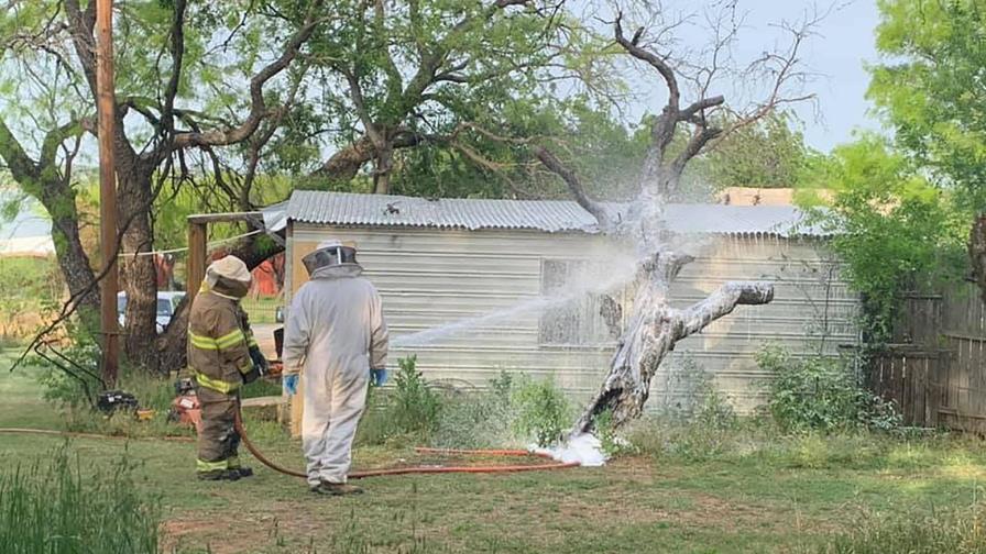 Muere hombre en Texas en ataque de abejas agresivas Muere hombre en Texas en ataque de abejas agresivas